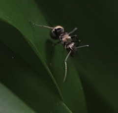 Polyrhachis foreli