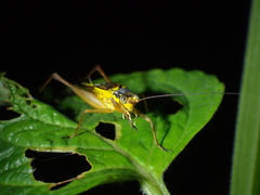 Nisitrus vittatus