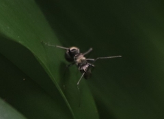 Polyrhachis foreli