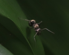 Polyrhachis foreli