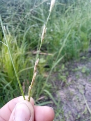 Glyceria notata