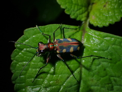 Cosmodela aurulenta