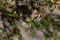 Andersonia