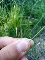Glyceria notata