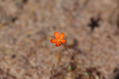 Drosera echinoblastus