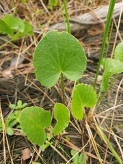 Centella erecta