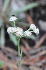 Antennaria dioica