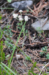 Antennaria dioica