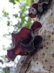Auricularia cornea