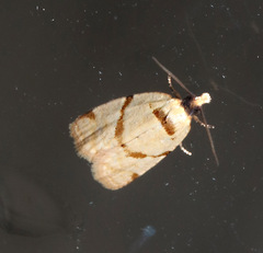 Clepsis divulsana