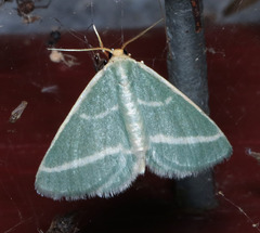 Mixocera latilineata