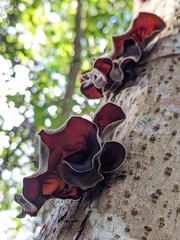 Auricularia cornea
