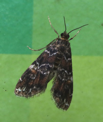 Elophila responsalis