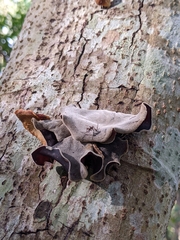 Auricularia cornea