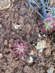 Drosera neocaledonica