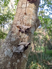Auricularia cornea