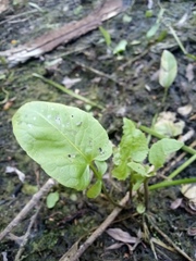 Rorippa amphibia