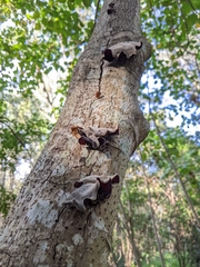 Auricularia cornea