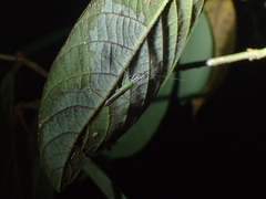 Hapalopeza