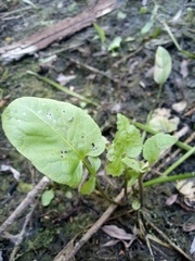 Rorippa amphibia