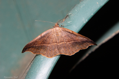 Sarisa muriferata