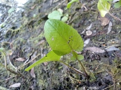 Rorippa amphibia