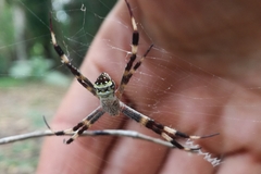 Argiope aetherea