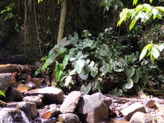 Xanthosoma granvillei