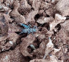 Gryllomorpha dalmatina