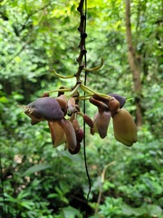 Mucuna urens