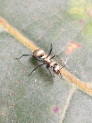Polyrhachis cupreata
