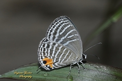 Jamides malaccanus