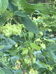 Humulus lupulus