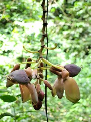 Mucuna urens