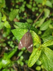 Cyclosia papilionaris