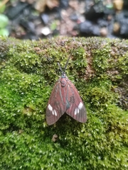 Cyclosia papilionaris