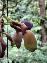 Mucuna urens