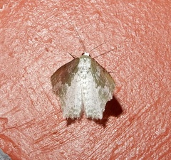 Eucyclodes divapala