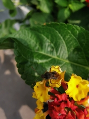 Rhopalus sapporensis