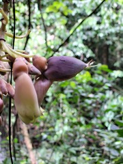 Mucuna urens