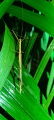 Sipyloidea