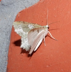 Eucyclodes divapala