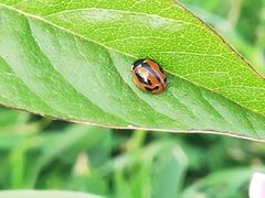 Coccinella miranda