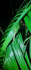 Sipyloidea