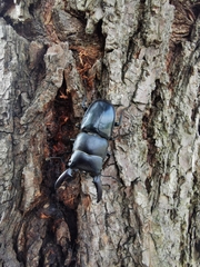 Serrognathus titanus platymelus