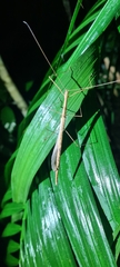 Sipyloidea