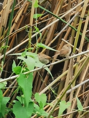 Sinosuthora webbiana