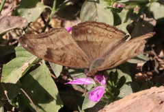 Junonia iphita