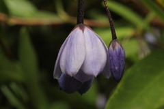 Billardiera heterophylla