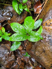 Anthurium pentaphyllum pentaphyllum